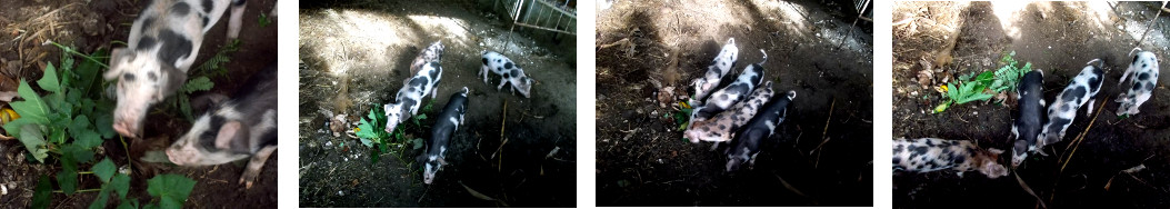 Images of tropical backyard piglets