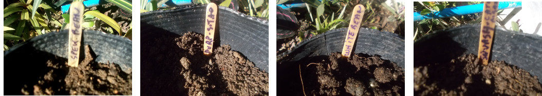 Images of soaked seeds planted in pots