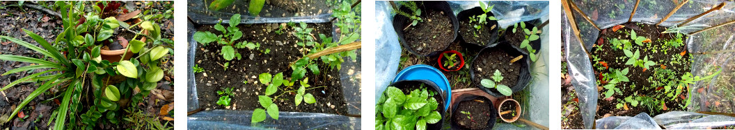 Images of plants growing in tropical backyard garden