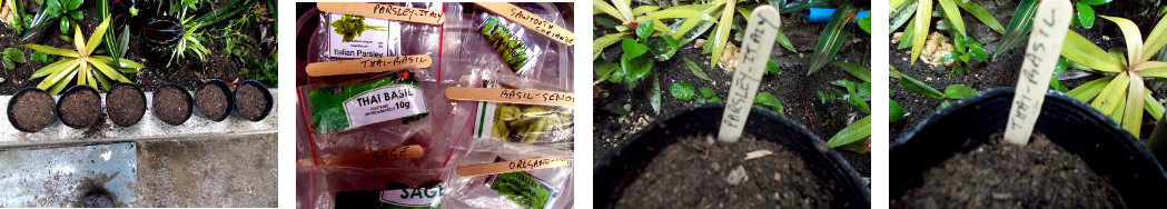 Images of herb seeds planted in pots
        in tropical backyard