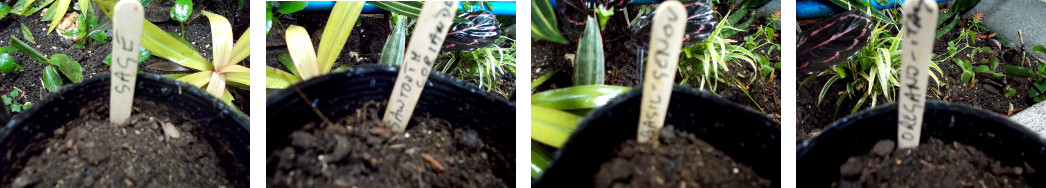 Images of herbs palnted in pots in tropical backyard