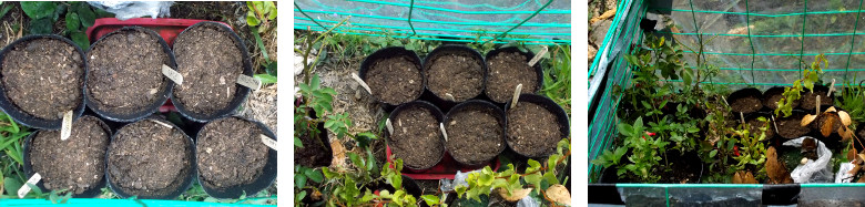 Images of herbs planted in pots in tropical backyard