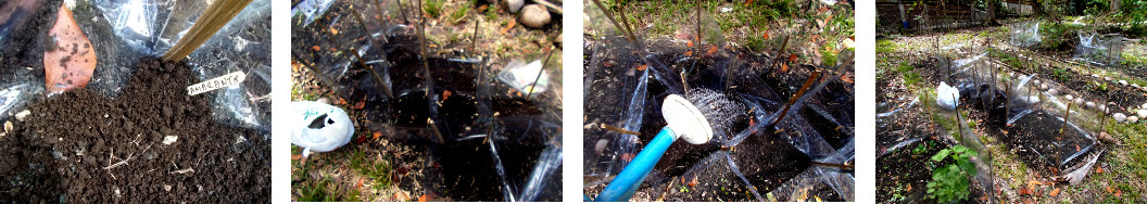 Images of tropical backyard seeds sown in plastic
        compartments as protection against ducks and chickens