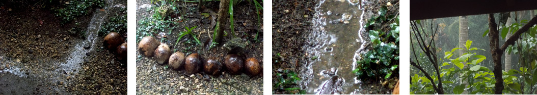 Images of rain in tropical backyard