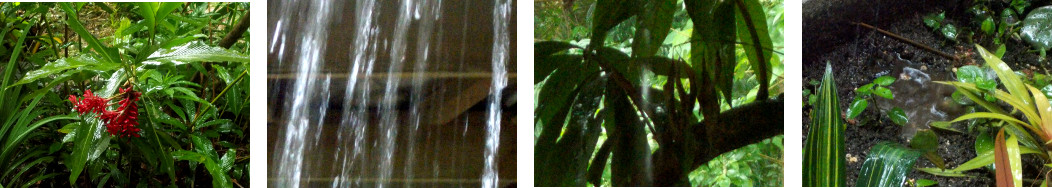 Images of rain in a tropical backyard