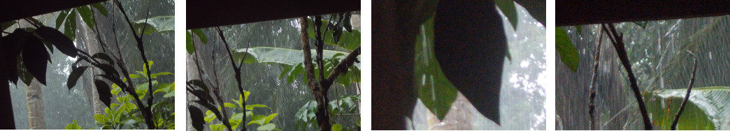 Imags of rain in tropical backyard