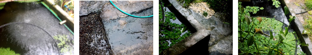 Images of rain in tropical backyard