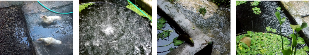 Images of rain in a tropical backyard