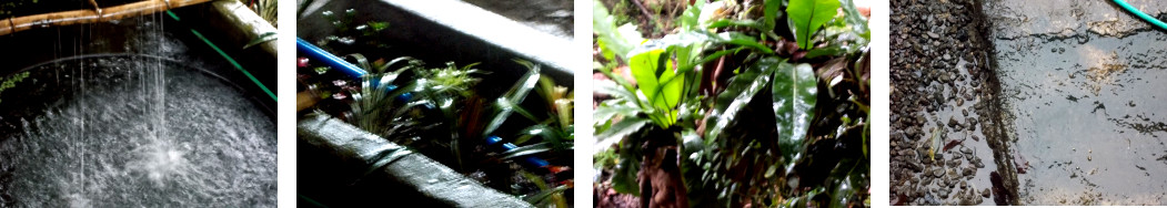 Images of rain in tropical backyard