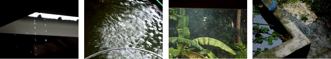 Images of rain in tropical backyard