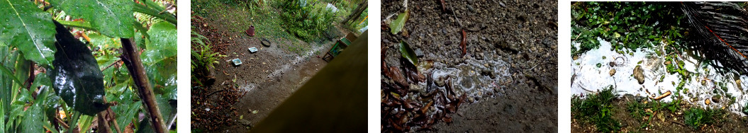 Images of rain in a tropical backyard