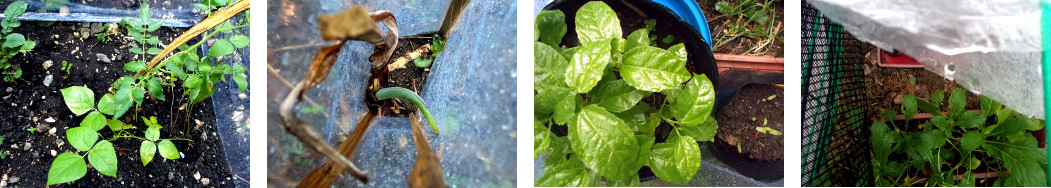 Images of rain in tropical backyard