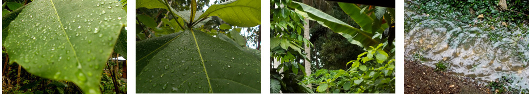 Images of Rain in tropical backyard