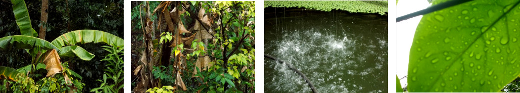 Images of rain in tropical backyard