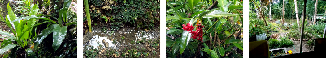 Images of early morning rain in a
        tropical backyard