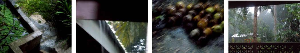 Images of evening rain in tropical
        backyard