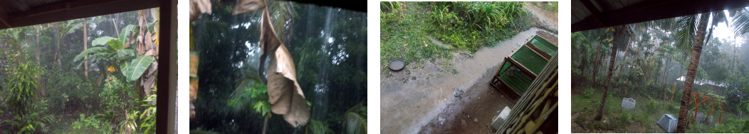 Images of heavy evening rain in tropical backyard