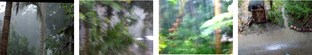 Images of heavy evening rain in tropical backyard