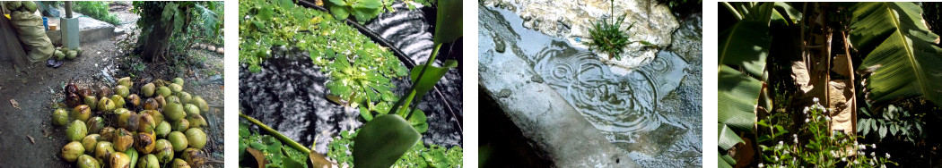 Images of rain and sun in tropical
        backyard