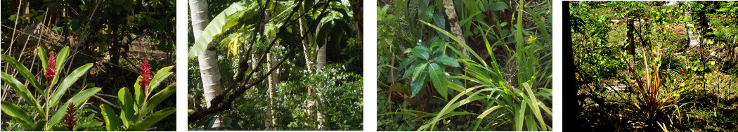 Images of rain and sun in tropical backyard