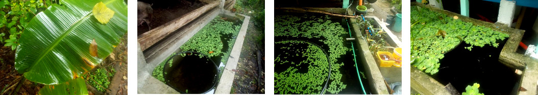 Images of full reservoirs after rain
        in a tropical backyard