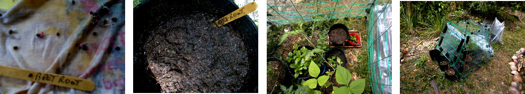 Images of beetroot seeds germinating after being soaked
        and then planted in a pot