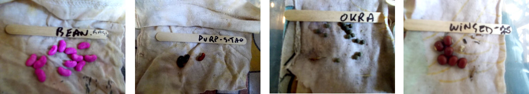 Images of seeds being wrapped in cloth
        for soaking to encourage germination