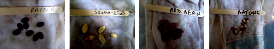 Images of seeds being wrapped in cloth for soaking to
        encourage germination
