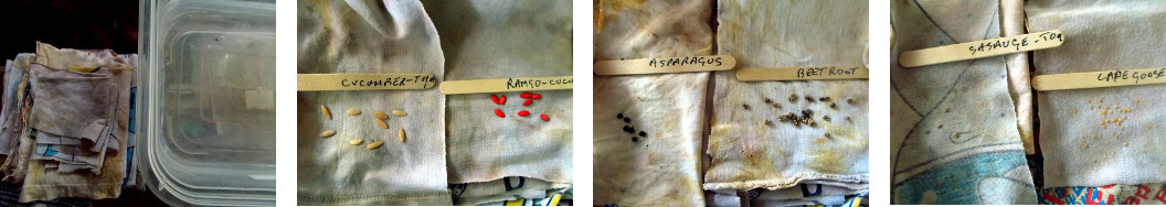 Images of mseeds being put between
        cloths for soaking
