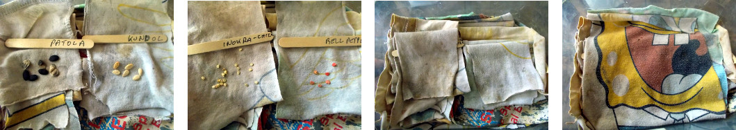 Images of various seeds wrapped in cloth ready for
        soaking