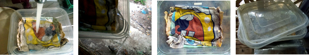 Images of seeds wrapped in loth being soaked to
        encourage germination