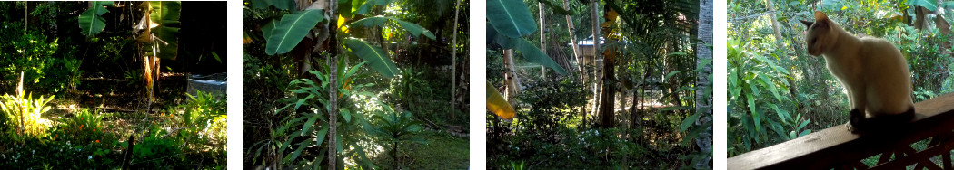 Images of sunshine in tropical
        backyard
