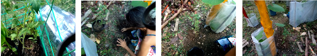 Images of tropical backyard tomato
        being transplanted