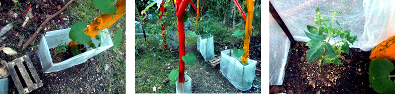 Images of transplanted tropical backyard tomato plant
        given protective plastic wall