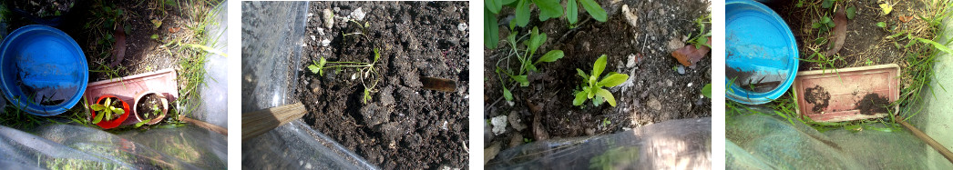 Imags of sawtooth coriander and
        Italian Parsley transplanted in tropical backyard