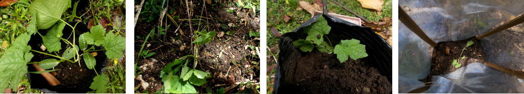 Images of two Patola transplanted in tropical backyard
        garden