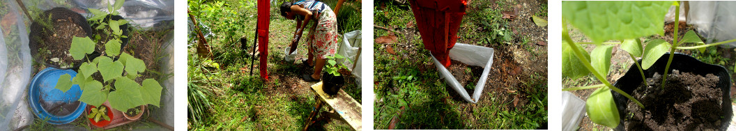 Images of Thai Cucumbers transplanted in tropical
        backyard