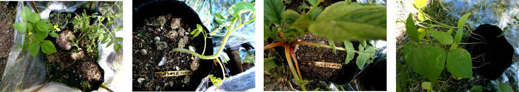 Images of plants about to be transplanted