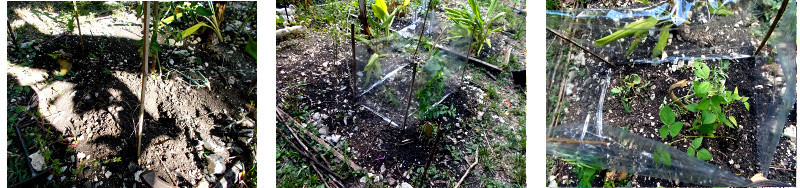 Images of recently transplanted
        tomato, radish and bean sprouts in tropical backyard garden