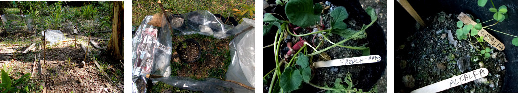 Images of radish and alfalfa in pots
        before transplanting