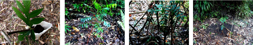 Images of Breadfruit and Neem Trees
        recently transplanted in tropical backyard