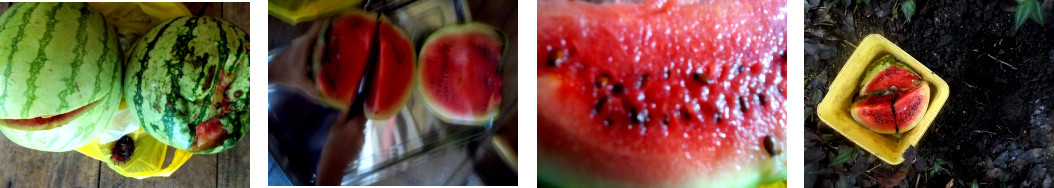 Images of watermelon