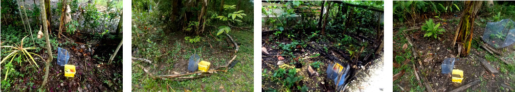 Images of watermelon seeds planted in tropical backyard