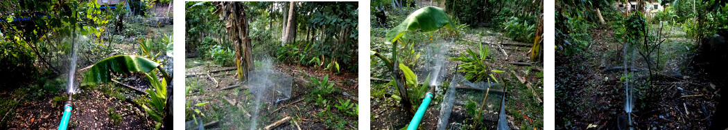 Images of tropical backyard garden
        being watered