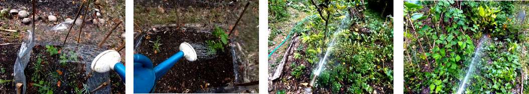 Images of tropical backyard garden
        being watered during dry spell