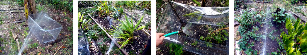 Images of tropical backyard garden being watered