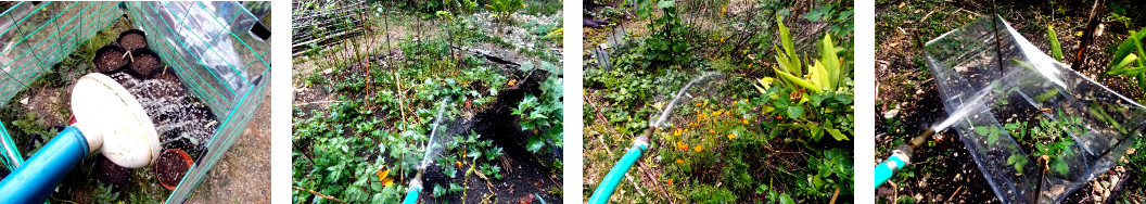 Images of tropical backyard garden
        being watered during a dry spell