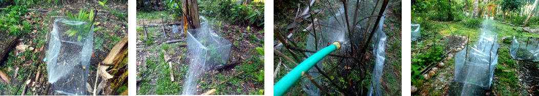 Images of protected areas in tropical
        backyard garden being watered