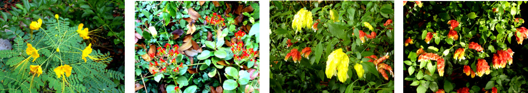 Images of April Flowers in tropical
        backyard
