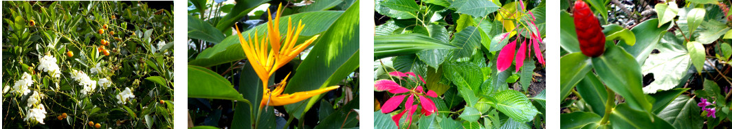 Images of April flowers in tropical backyard